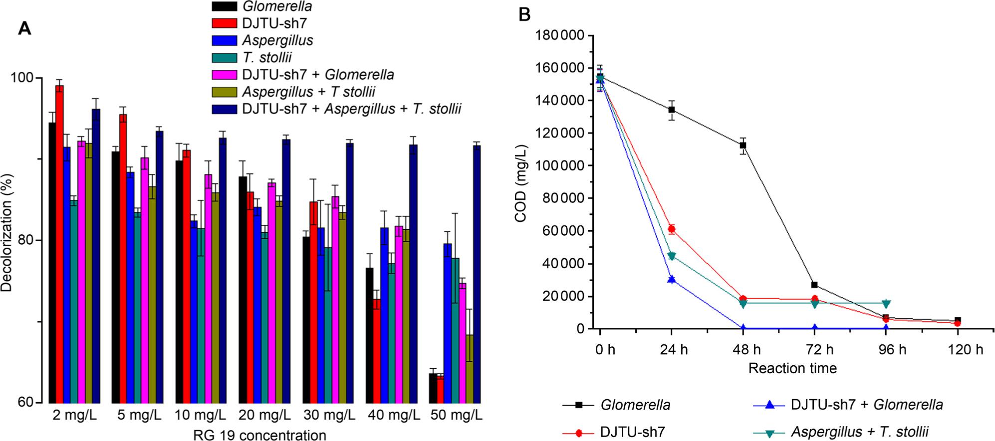 A. RG19 (20 mg/l) decolorization by dye-reducing fungal consortia. B. COD removal by the fungal consortium or the single strain. The mixture of reactive dyes consists of RG19, reactive brilliant blue K-3R and X-BR (each in 6.67 mg/l). Error bars are standard deviations (n = 3).
