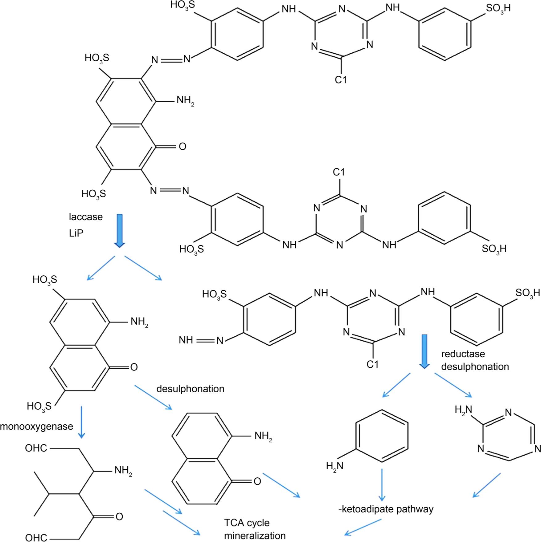 Proposed degradation pathway of RG19 in M. verrucaria.