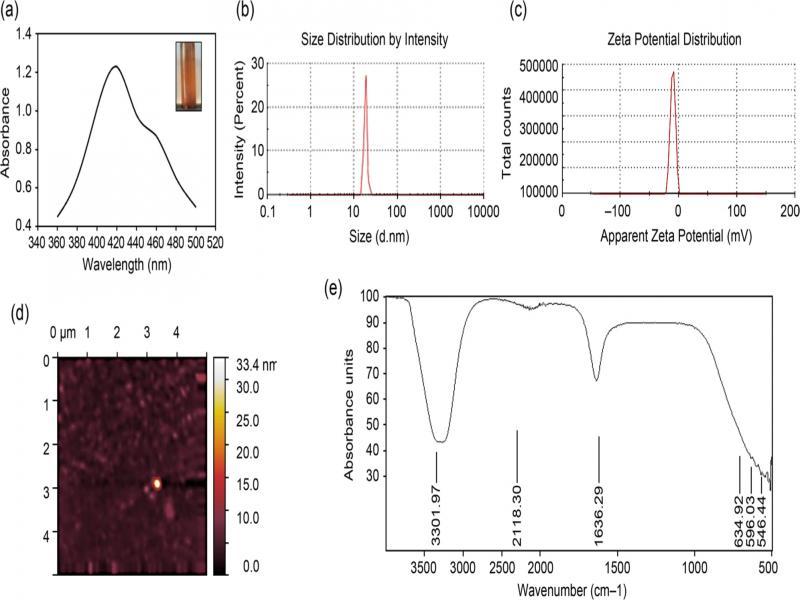 Characterization of AgNPs obtained OS.A. UV-Vis spectrophotometer analysis representing peak of AgNPs at 420 nm and showing medium brown coloured nanoparticles. B. Zeta sizer (DLS) analysis representing peak at 33.23 nm. C. Zeta potential analysis by DLS. D. Spherical shaped AgNPs revealed by AFM. E. Fourier transform infrared (FT-IR) analysis of AgNPs indicating presence of functional groups.