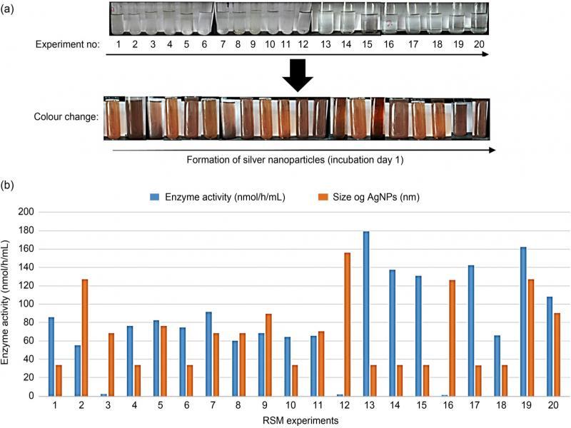 A. Colour change observed during the optimization experiments (20 runs). B. Estimation of nitrate reductase activity (nmol/h/ml) and reduction in the size of AgNPs during different RSM experiments.