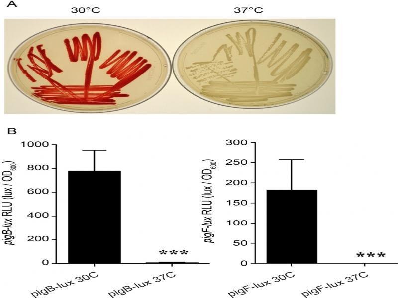Thermoregulation of pigmentation by S. marcescens is controlled at the transcriptional level.A. Pigment production of the wild-type strain PIC3611 grown for 18 h at 30°C and 37°C streaked for single colonies on an LB agar plate. B. Thermoregulation of pig expression as measured by transposon-borne luxCDABE reporters integrated in pigB and pigF genes. Asterisks indicate a significant difference by Student’s T-test (p < 0.001, n = 6). Means and standard deviations are shown.