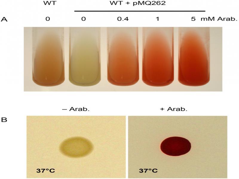 Induction of pig operon at 37°C enables prodigiosin production.A. Pigment production at 30°C in liquid culture after 18 h of growth at 30°C. The wild-type strain was modified by recombination of pMQ262 through which an L-arabinose-inducible promoter replaces the pig promoter. B. Induced expression of pig at 37°C enabled expression of prodigiosin demonstrates that prodigiosin can be made at 37°C when the pig operon is expressed using pMQ262. Images show representative macrocolonies (see materials and methods).