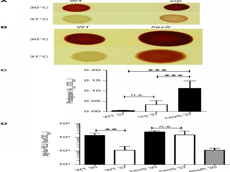 The hexS gene contributes to pigment suppression at 37°C.A and B. Pigment production at 30°C and 37°C after 18 h of growth at 30°C. The hexS mutant retains the ability to produce pigment at 37°C. The increased colony size of the hexS mutant reflects elevated serrawettin production. Images depict macrocolonies resulting from spotting broth from liquid culture onto an LB agar plate. C. Prodigiosin measured from macrocolonies grown at 37°C for 24 hours, normalized by OD600. D. A plasmid-borne luxCDABE reporter for pig transcription was used to measure the importance of the hexS gene in temperature regulation. Unlike the WT, the hexS mutant was largely unaffected by growth at 37°C. The eepR mutant served as a control for low levels of pig transcription. Asterisks indicate significant differences by ANOVA with Tukey’s post-test (** – p < 0.01, *** – p < 0.001, n = 8). n.s. indicates not significant.