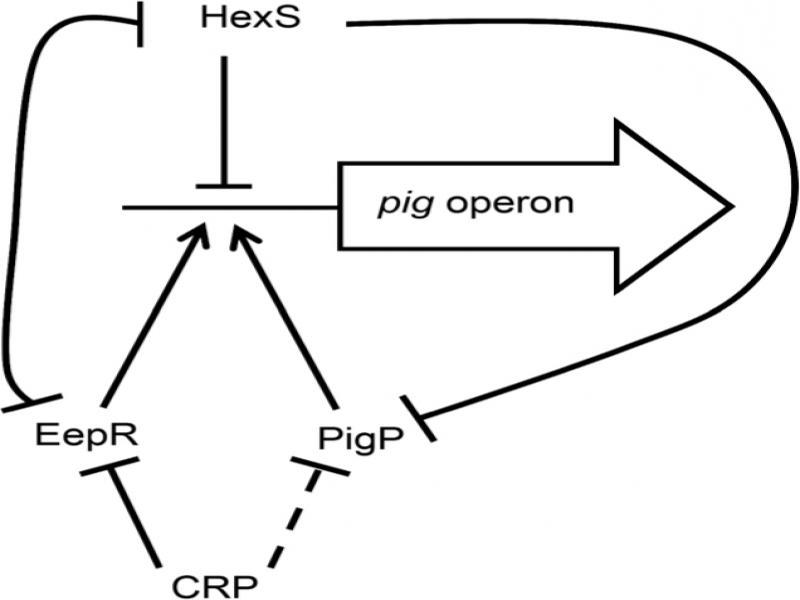 Model genetic circuit used in this study. In this regulatory circuit, the role of several transcriptional regulators in control of the pig operon promoter and each other is depicted. Arrows indicate positive regulation and bars indicate negative regulation of transcription. All interactions have been shown to be direct except CRP inhibition of pigP expression (dotted line). Evidence from this study suggests that HexS inhibition of pig operon expression is a major reason for lack of S. marcescens pigmentation at 37°C.