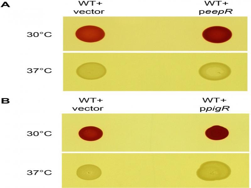 Multicopy expression of eepR and pigP does not restore pigmentation at 37°C. Bacteria were plated on LB medium, incubated at 30 and 37°C for 18 hours and photographed. Multicopy expression of eepR (A) and pigP (B), increased pigmentation at 30°C, but not 37°C. Vector – pMQ132; peepR – pMQ364; ppigP – pMQ221. Images show macrocolonies resulting from spotting broth from liquid culture onto LB agar plates.