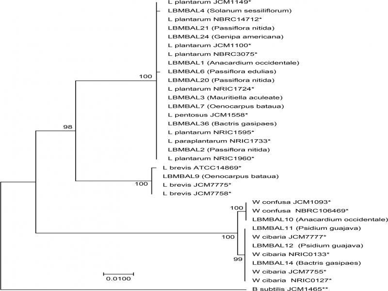Phylogenetic tree of LAB isolated from Amazonian Peruvian fruits based on the 16S rDNA sequences. Neighbor-Joining method and bootstrap 1000. Numbers in the nodes correspond to the percentage of bootstrap. The bar represents 1% divergence in the sequences.* – LAB reference strains. ** – Outgroup. Parentheses include the name of the fruit from which the strain was isolated.