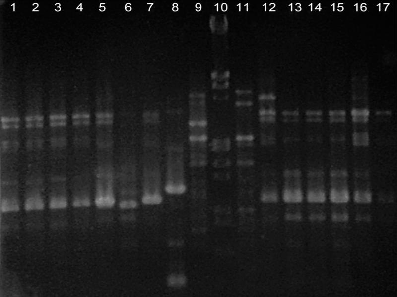 Different GTG5 profiles of LAB strains isolated from Peruvian Amazonian fruits. Lines 1–5: L. plantarum, 6: L. brevis, 7: L. plantarum, 8: W. confusa, 9: W. cibaria, 10: Lambda/EcoRI+HindIII, 11: W. cibaria, 12–17: L. plantarum.