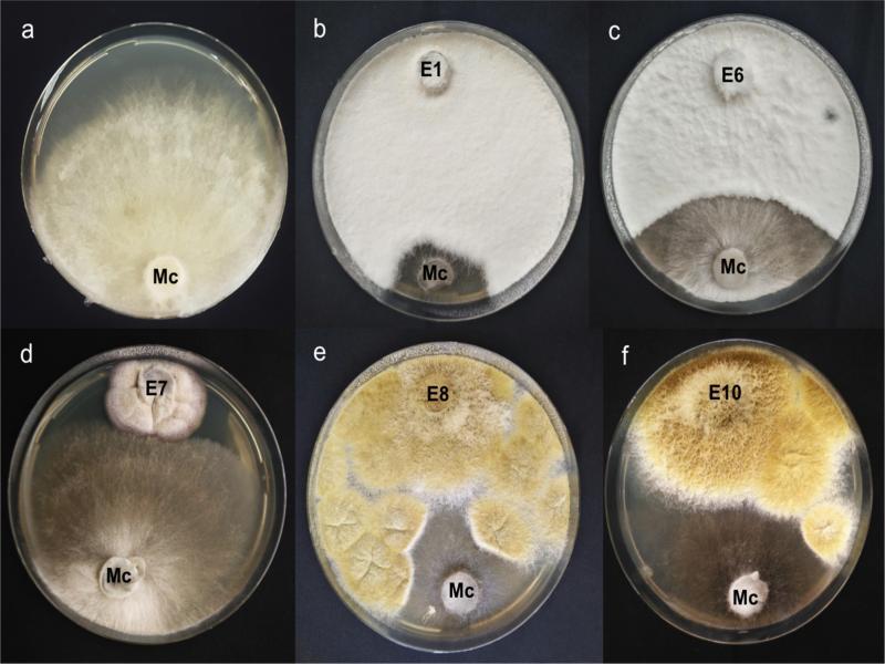 In vitro growth inhibition of Monosporascus cannonballus after dual cultivation with several endophytic fungi from Zataria multiflora.a) M. cannonballus (Mc) alone; b) M. cannonballus + N. sphaerica E1; c) M. cannonballus + N. sphaerica E6; d) M. cannonballus + S. cristata E7; e) M. cannonballus + Paecilomyces sinensis E8; f) M. cannonballus + P. sinensis E10