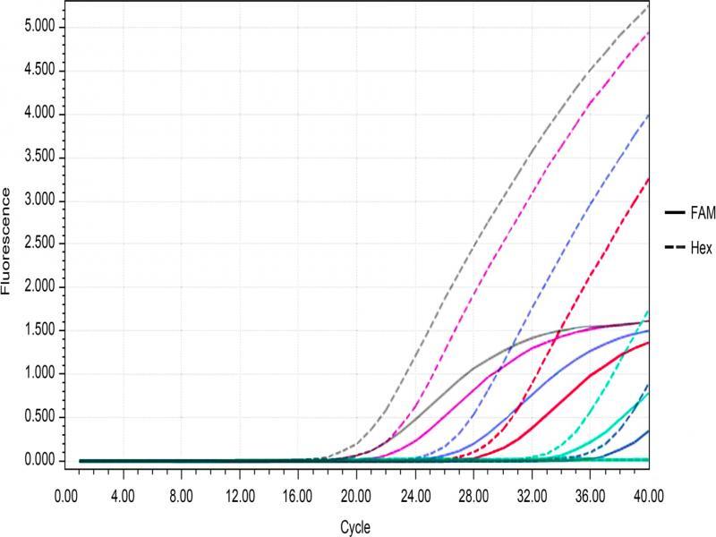 Detection limits of P. mirabilis and P. vulgaris in a Dual TaqMan Real-Time PCR Method.The FAM channel was used to detect P. mirabilis, and the concentration of the ‘S’ amplification curve from left to right was in the range of 6.08 × 107 – 6.08 × 102 CFU/ml. When the concentration of P. mirabilis was 6.08 × 10 CFU/ml, no amplification curve was obtained. The HEX channel was used to detect P. vulgaris, and the concentration of the ‘S’ amplification curve from left to right was in the range of 4.46 × 107 – 4.46 × 102 CFU/ml. When the concentration of P. vulgaris was 4.46 × 10 CFU/ml, no amplification curve was obtained.