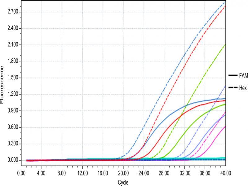Detection limits of P. mirabilis and P. vulgaris in contaminated milk.The FAM channel was used to detect P. mirabilis, and the concentration of the ‘S’ amplification curve from left to right was in the range of 107 – 103 CFU/g. The HEX channel was used to detect P. vulgaris, and the concentration of the ‘S’ amplification curve from left to right was in the range of 107 – 103 CFU/g.
