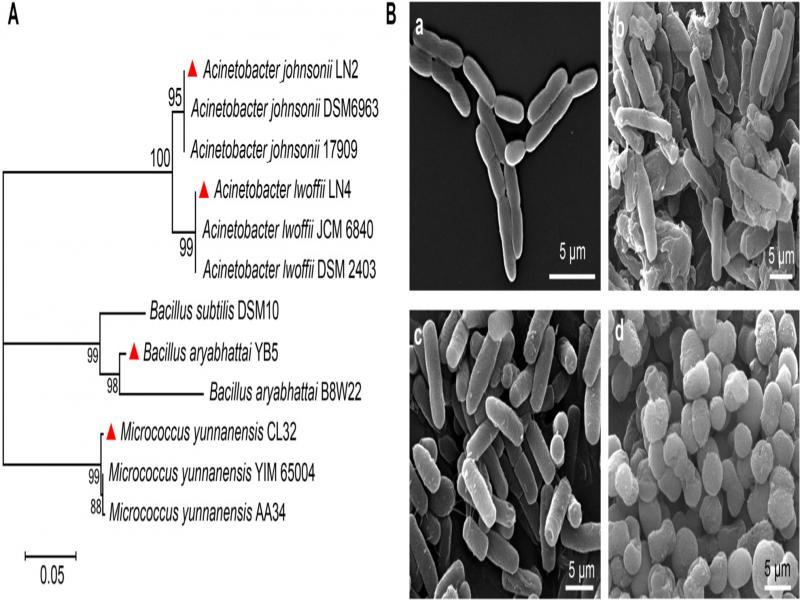 (A) Phylogenetic tree of four strains. Strains in this study were marked with a red triangle (). (B) Scanning electron micrograph of lignin-degrading bacteria; “a” – B. aryabhattai YB5, “b” – A. johnsonii LN2, “c” – A. lwoffii LN4, “d” – M. yunnanensis CL32.