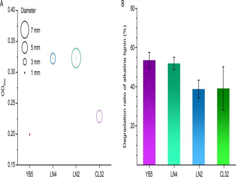(A) Bubble chart about colony size on alkaline lignin medium and OD600 in the alkaline lignin liquid medium of four strains. The bubble center points indicate the OD600 values, and the bubble size indicates the colony size, but it is not an isometric diagram. (B) The degradation rate of alkaline lignin. After the bacteria were cultured in an alkaline lignin medium for three days, the alkaline lignin degradation rates of strains were calculated (the OD value determined the degradation rate).