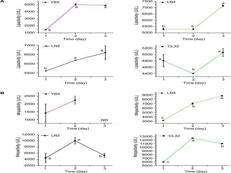 Lip (A) and Mnp (B) activity dynamic of four strains. The color band around the line indicates the standard deviation. The width indicates the level of the standard deviation value. “a, b, c” indicates that the enzyme activity in the different periods was significantly different, and the same letter indicates any significant difference. “ND” – not detected. All activity assays were obtained from triplicate experiments.