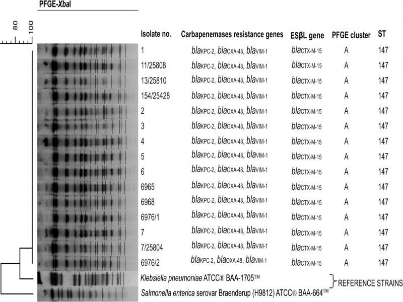 Dendrogram of XbaI-digested genomic DNA from carbapenemase-co-producing K. pneumoniae isolates, additionally presenting the results of PCRs for genes encoding carbapenemases and other β-lactamase. PFGE settings: similarity coefficient, Dice; optimization, 1%; tolerance, 1%; clustering method, UPGMA.