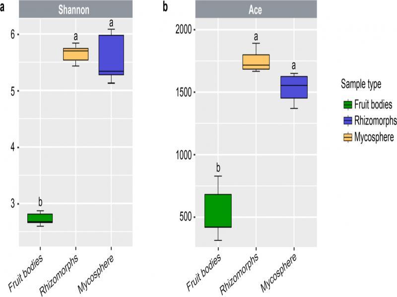 Alpha-diversity comparison among the fruit bodies, rhizomorphs of Cantharellus cibarius, and mycosphere samples based on a) the Shannon and b) Ace indexes using the 16S rRNA gene amplicons sequencing data. Samples with the same letter do not differ significantly by Tukey’s test at p > 0.05; samples with different letters are significantly different by Tukey’s test at p < 0.05. The center value of each sample represents the median for the different indexes.