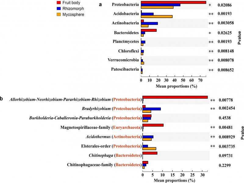 Statistical comparison of the relative abundance of microbiota among the three sampled parts of Cantharellus cibarius.Comparison of a) dominant phyla and b) dominant genera in the fruit bodies, rhizomorphs, and mycosphere samples. The y-axis represents names of taxa at the dominant phyla or genera level; the x-axis represents average relative abundance; colored columns represent different sampled parts of C. cibarius. Values on the far right are the p values, *0.01 < p ≤ 0.05, **0.001 < p ≤ 0.01, ***p ≤ 0.001.
