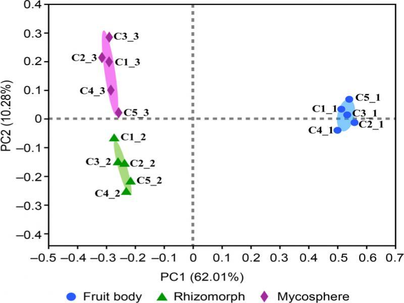 Principal coordinate analysis (PCoA) of microbial communities in three sampled parts of Cantharellus cibarius. Circles, triangles, and diamonds represent the fruit bodies, rhizomorphs, and mycosphere, respectively. Distances between symbols on the ordination plot reflect relative dissimilarities in community structures.