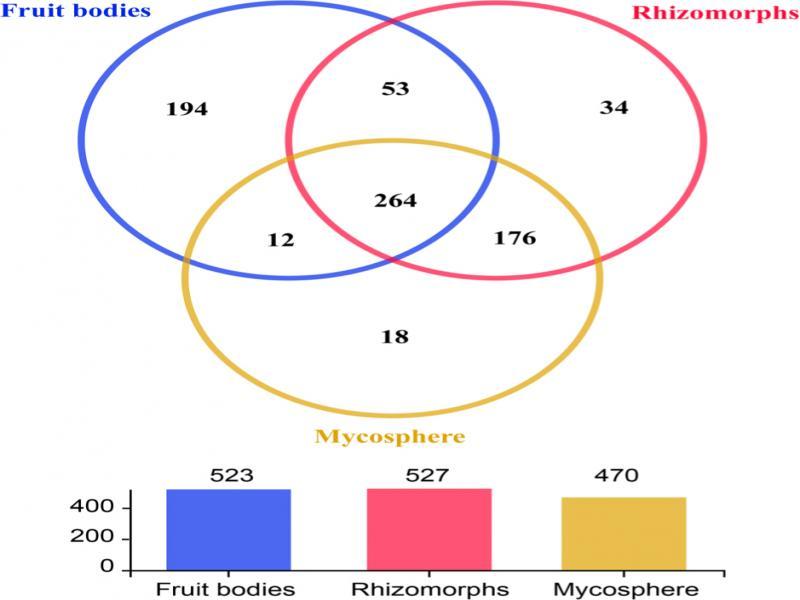 Shared and unique genera in fruit bodies, rhizomorphs, and mycosphere of Cantharellus cibarius. The bar chart shows the total number of genera (shared and unique) in each sample.