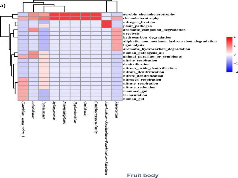 (a) Heatmaps representing the differences in core bacterial group members and potential functions between a) fruit bodies and b) rhizomorphs of Cantharellus cibarius. The abscissa represents the members of the core bacterial group in each sampled part of C. cibarius, and the ordinate represents the potential functional types.