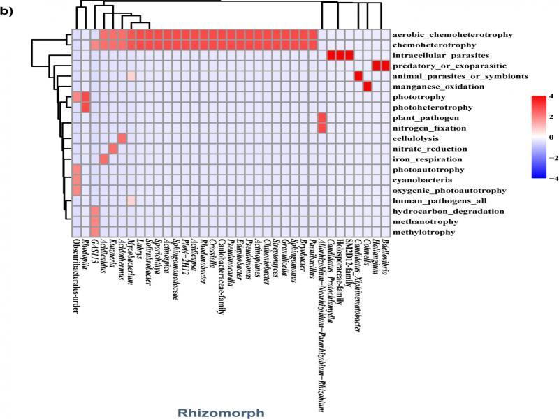(b) Heatmaps representing the differences in core bacterial group members and potential functions between a) fruit bodies and b) rhizomorphs of Cantharellus cibarius. The abscissa represents the members of the core bacterial group in each sampled part of C. cibarius, and the ordinate represents the potential functional types.