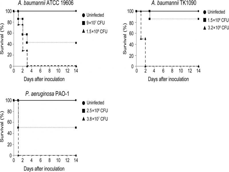 Survival rates of mice with a lung infection. Survival rates of CH3/He mice following intratracheal inoculation with ATCC 19606 (A), TK1090 (B), and PAO-1 (C) strains. Groups of mice (ATCC 19606, TK1090, and PAO-1; n = 7 or 8 for uninfected and infected mice, respectively) were intratracheally inoculated as indicated, and their clinical outcome was monitored daily for up to 14 days.