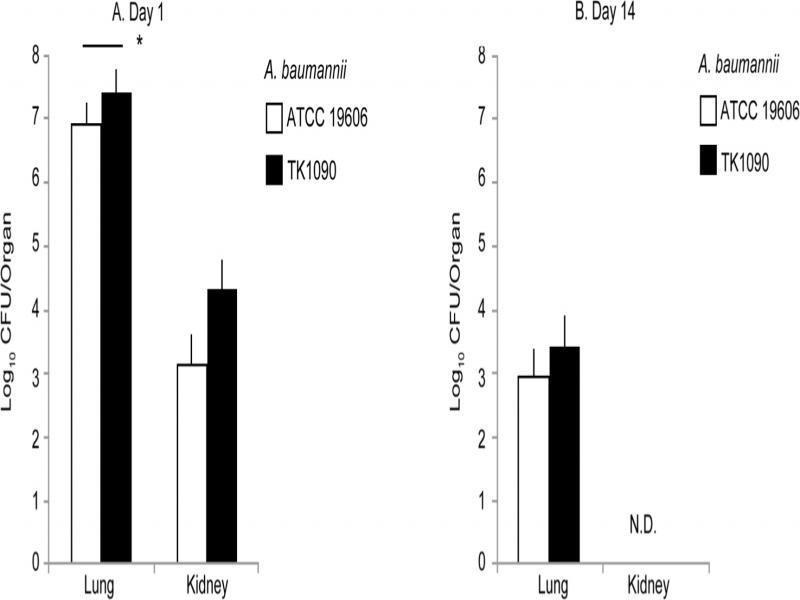 Bacterial densities in mice infected with Acinetobacter baumannii. A. baumannii bacterial load in the lungs and kidneys of female C3H/HeN mice (groups of 3 mice for ATCC 19606- and TK1090-infected mice, respectively) intratracheally inoculated with 107 CFU of ATCC 19606 (open) and TK109 (closed) strains. Bacterial load in the respective organs was determined by quantitative bacteriology at 1 day (A) and 14 days (B) post-infection. The data are presented as the mean + standard deviation (SD). The detection limits for bacterial load were 1.3 log10 CFU/organ for the lung and kidney. Asterisks indicate statistically significant differences in the number of bacteria (*p < 0.05; ATCC 19606 vs. TK1090; unpaired t-test).