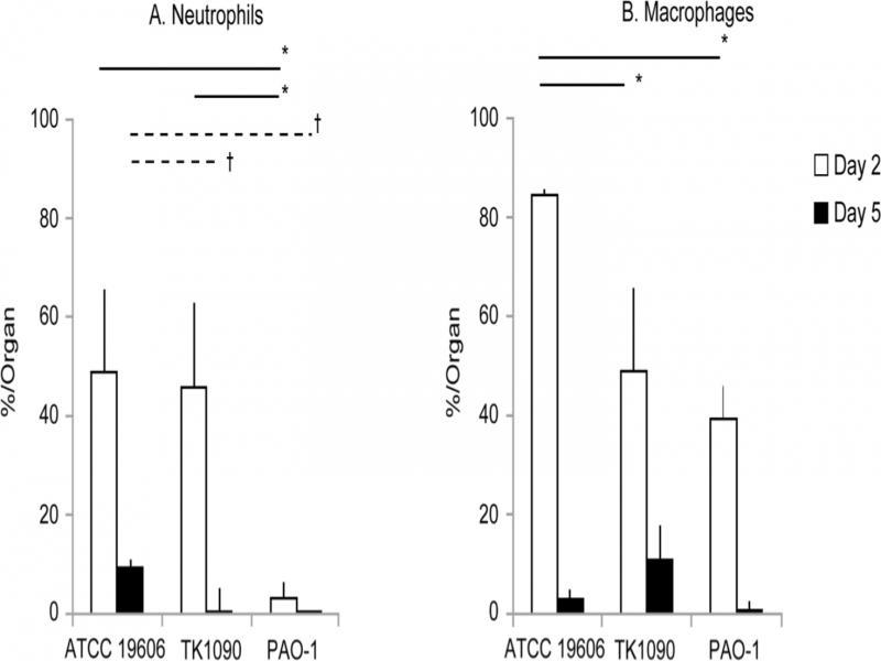Frequency of neutrophils and macrophages accumulated in the lung tissues of Acinetobacter baumannii- and Pseudomonas aeruginosa-infected mice. Infiltrated neutrophils and macrophages in the lung tissues of the infected mice were detected by monoclonal antibodies using diaminobenzidine (DAB) method and restained with hematoxylin, and were measured by the HALO image analysis system for counting of cell numbers. The frequencies of neutrophils (A) and macrophages (B) in the mice post-infection are shown. The frequencies of infected mice on day 2 and day 5 are shown as open and closed bars, respectively. Symbols indicate statistically significant differences (*p < 0.05, C3H/HeN mice infected with A. baumannii strains ATCC 19606 or TK1090 at 2 days post-infection vs. C3H/HeN mice infected with P. aeruginosa PAO-1 at 2 days post-infection, unpaired t-test; †p < 0.05, C3H/HeN mice infected with A. baumannii strains ATCC 19606 or TK1090 at 5 days post-infection vs. C3H/HeN mice infected with P. aeruginosa PAO-1 at 5 days post-infection, unpaired t-test).