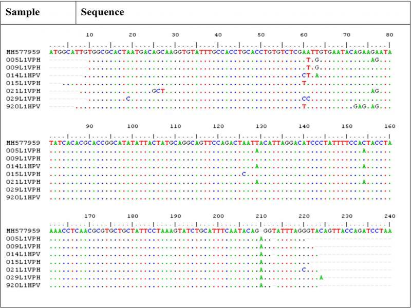 Comparison of nucleotide sequences of the L1 gene of HPV51 from clinical samples. The figure shows nucleotide sequences of seven HPV51-positive clinical isolates. The reference sequence is at the top. The nucleotides from the clinical samples that were homologous to the reference sequence are shown as points. Capital letters indicate differences concerning the reference sequence. Sequence alignment was performed using ClustalW multiple alignment software v1.4.