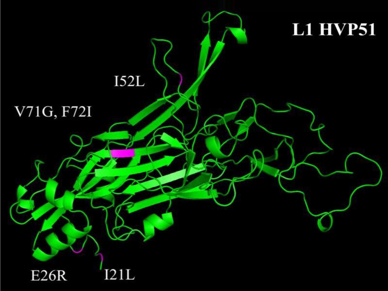 The L1 monomer of HPV51. The I21L, E26R, I52L, V71G, and F72I mutations are highlighted in magenta.