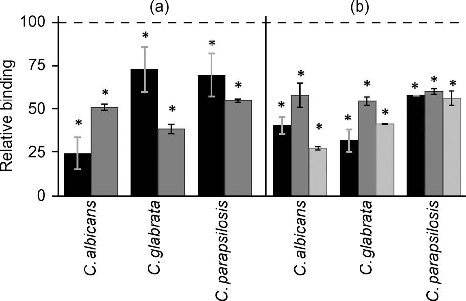 Effect of reduction of cell GAGs on fungal adhesion to corneal epithelial cells. a) Inhibition of fungal adhesion to HCE-2 cells treated with rhodamine B (black bars) and genistein (gray bars). b) Inhibition of fungal adhesion to HCE-2 cells treated with heparinases I and III (black bars), chondroitinase ABC (dark gray bars), or a mix of heparinases I and III + chondroitinase ABC (gray bars). Data were normalized using the adhesion values of fungi to non-treated cells, which were given the arbitrary value of 100. Error bars represent standard deviations. Statistically significant differences are denoted by *, which indicates p < 0.05.