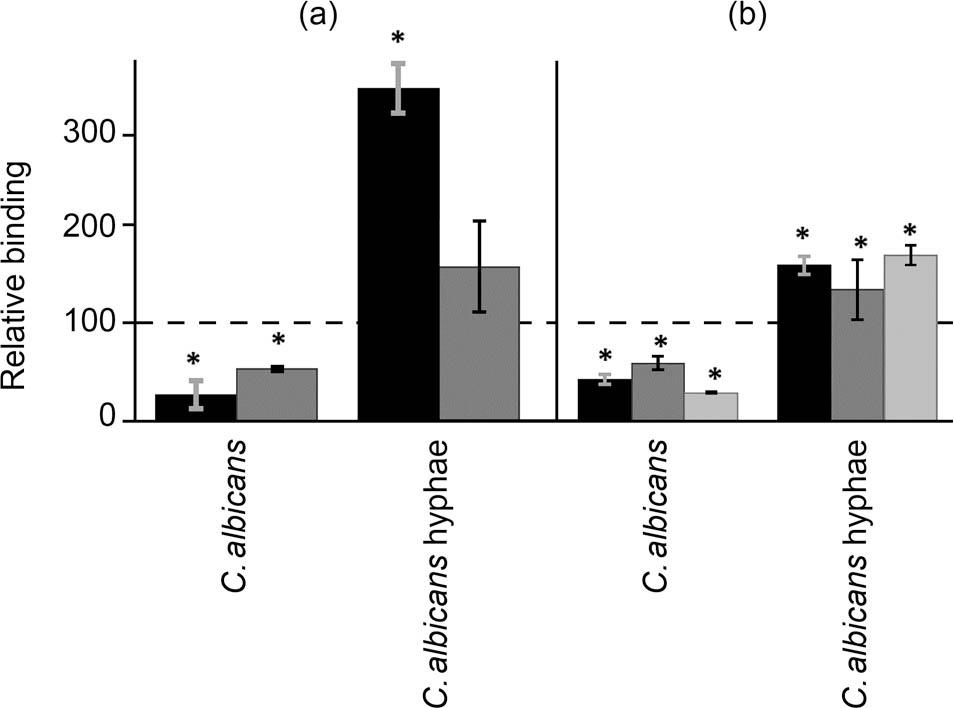Effect of reducing cell GAGs on the adhesion of C. albicans yeast cells and hyphal cells to corneal epithelial cells. a) Inhibition of fungal adhesion to HCE-2 cells treated with rhodamine B (black bars) and genistein (gray bars). b) Inhibition of fungal adhesion to HCE-2 cells treated with heparinases I and III (black bars), chondroitinase ABC (dark gray bars), or a mix of heparinases I and III + chondroitinase ABC (gray bars). Data were normalized using the adhesion values of fungi adhesion to non-treated cells, given the arbitrary value of 100. Error bars represent standard deviations. Statistically significant differences are denoted by *, which indicates p < 0.05.
