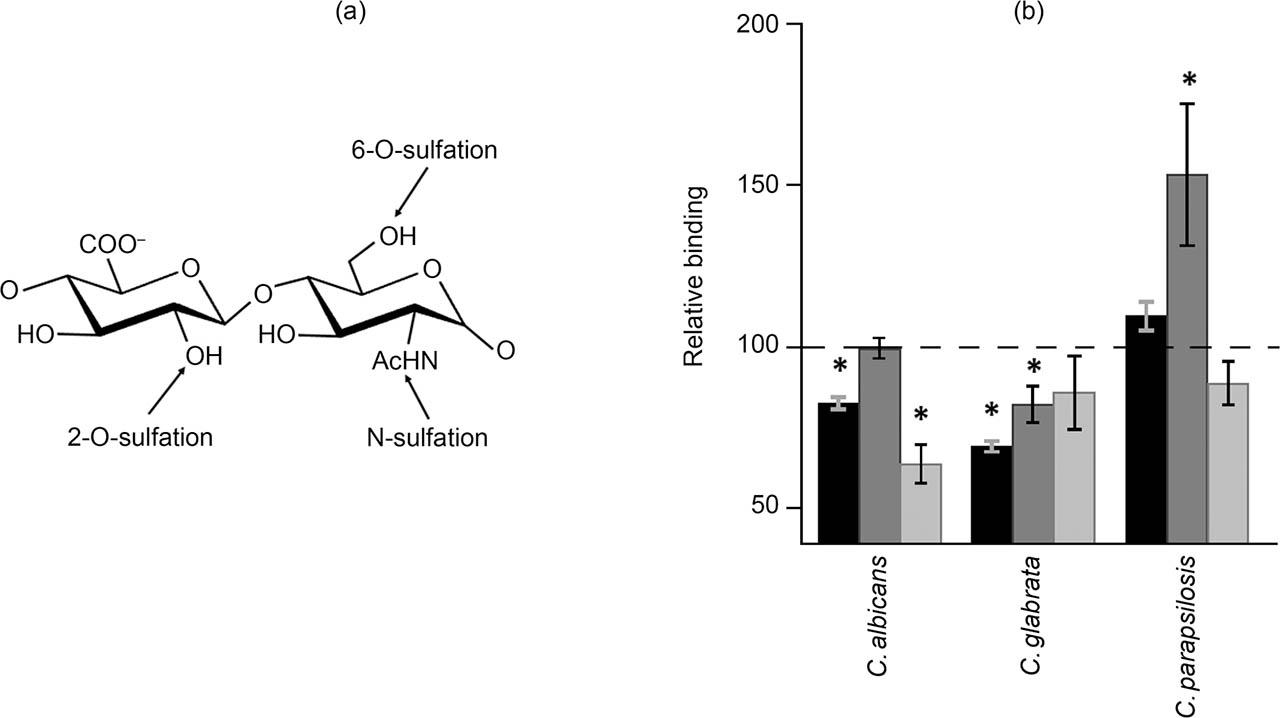 Influence of specific N- and O-sulfations on pathogen adherence to corneal epithelial cells. a) Structure of an HS disaccharide unit showing the specific positions of sulfations. b) Inhibition of fungal adhesion to corneal epithelial cells with silencing of the genes involved in N-sulfation (dark bars), 2-O-sulfation (dark gray bars), and 6-O-sulfation (gray bars). Data were normalized using the adhesion values of fungi to non-treated cells, which was given the arbitrary value of 100. Error bars represent standard deviations. Statistically significant differences are denoted by *, which indicates p < 0.05.