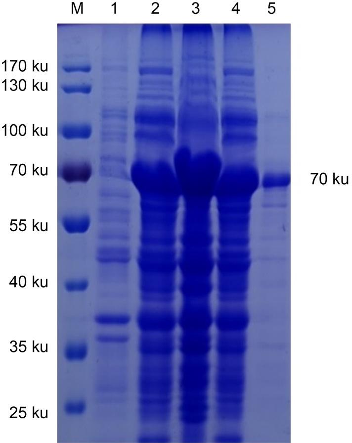 Analysis of the recombinant protein. M – Protein marker, 1 – bacteria before the induction with IPTG, 2 – the induced bacteria, 3 – supernatant of lysed induced bacteria, 4 – precipitation of induced bacteria, 5 – purified InlG recombinant protein, 6 – uninduced bacteria reaction with positive serum, 7 – induced bacteria reaction with positive serum.