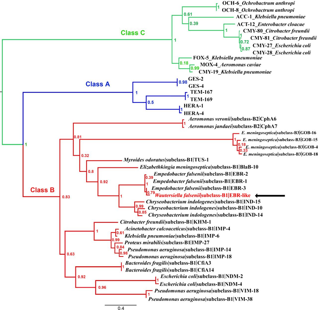Phylogenetic tree based on the protein sequences of; serine β-lactamase (Class A and Class C) and metallo-β-lactamase (Class B).