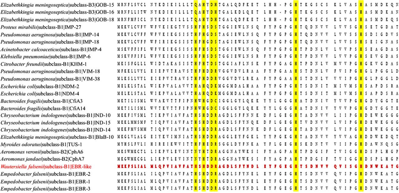 Protein alignment among the metallo-β-lactamase type B genes: Our sequence was represented with red color. The conserved motif of the MBL “HxHxDH” presented in their active site, and residues of bacterial metallo-β-lactamase enzymes were represented with a yellow color.