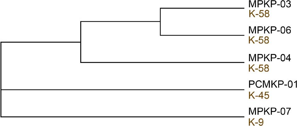 Phylogenetic tree of four Klebsiella pneumoniae isolates and the positive control “PCMKP-01” harboring mcr-1.1 based on the wzi typing.