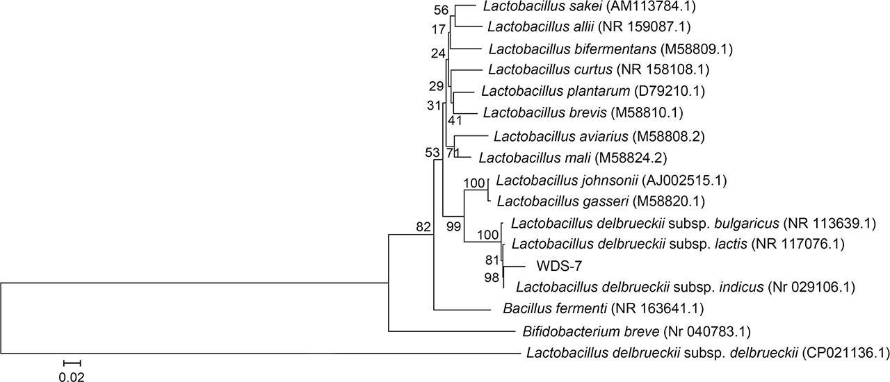 Phylogenetic tree constructed based on the 16S rRNA gene sequence of Lactobacillus delbrueckii ssp. indicus WDS-7 strain.