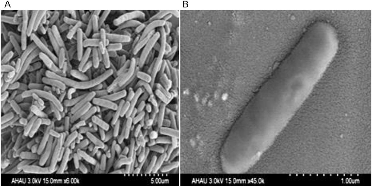 SEM images of Lactobacillus delbrueckii ssp. indicus WDS-7 strain. A) SEM image of numerous bacteria located at random, B) SEM image of a single cell.