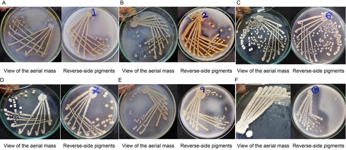 Colony morphologies of actinomycete isolates. The view of the aerial mass and reverse-side pigment colors of isolates Ac-1 (A), Ac-2 (B), Ac-6 (C), Ac-7 (D), Ac-9 (E), and Ac-10 (F) on modified-starch casein agar after 1–2 weeks of incubation at 28°C.