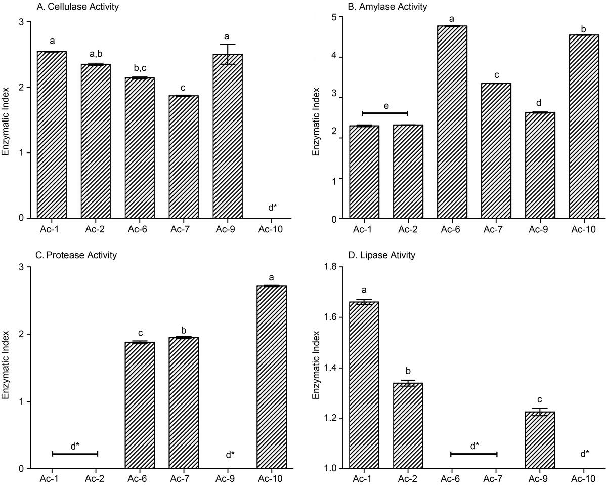Extracellular enzyme production of actinomycete isolates. Actinomycete isolates were tested for the production of cellulase (A), amylase (B), protease (C), and lipase (D)separately on solid agar media. The ‘Enzymatic Index’ for each enzyme assay was expressed using the ratio between the average diameter of the halo/clear zone around the colony and the average diameter of the colony. Error bars represent the standard error of the mean (n = 3). The bars indicated with the same lower case letter are not significantly different from those in the same graph (Tukey’s test, p < 0.05).
* – no visible enzymatic activity
