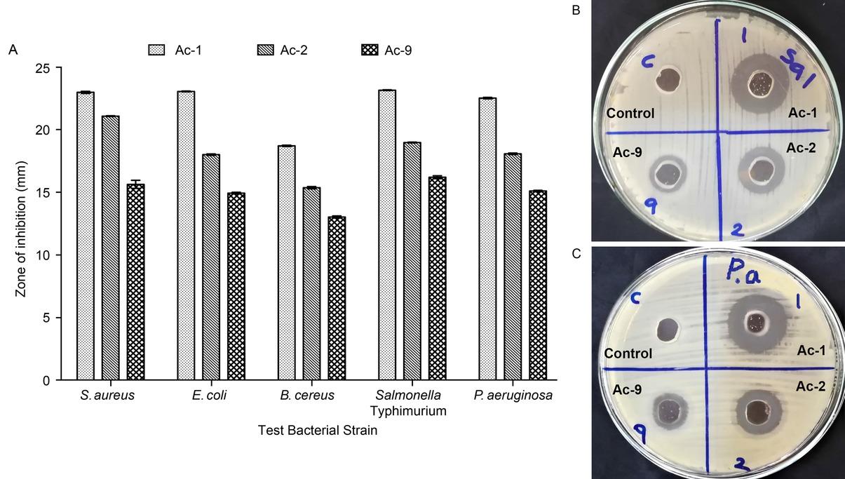 Antibacterial activity of selected actinomycete isolates against test strains. The cell-free supernatants of selected actinomycete isolates were tested against selected test bacterial pathogens using a standard well-diffusion assay. The average diameter of the zones of inhibition for each cell-free supernatant was calculated using three independent replicates. Error bars indicate the standard error of the mean (A). Plates show the inhibition zones given by cell-free supernatants of Ac-1, Ac-2, and Ac-9 against Salmonella Typhimurium (B) and Pseudomonas aeruginosa (C) on Mueller-Hinton agar after the incubation.