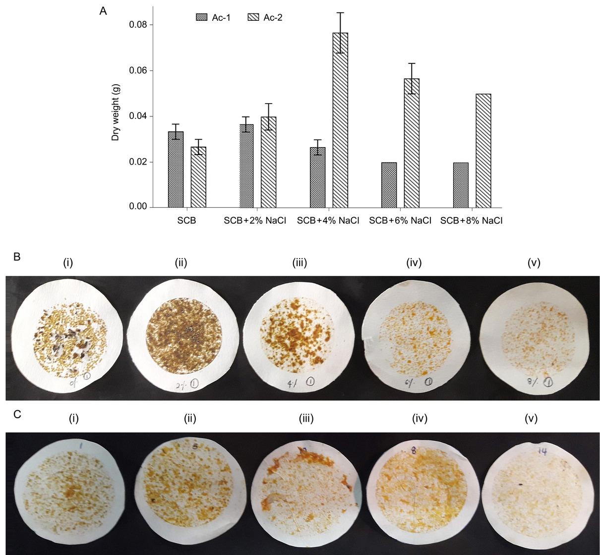 Effect of salt concentration of the medium for the growth of actinomycete isolates. Isolates Ac-1 and Ac-2 were grown in modified-starch casein broth (SCB) supplemented with different NaCl concentrations, and the dry weight of the resulting biomass was measured after the incubation. Values represent the mean of three independent replicates (n = 3) , and error bars represent the standard error of the mean (A). The biomass of Ac-1 (B) and Ac-2 (C) grown in modified-SCB supplemented with (i) 0%, (ii) 2%, (iii) 4%, (iv) 6%, and (v) 8% NaCl were filtered and dried on a sterile filter paper.