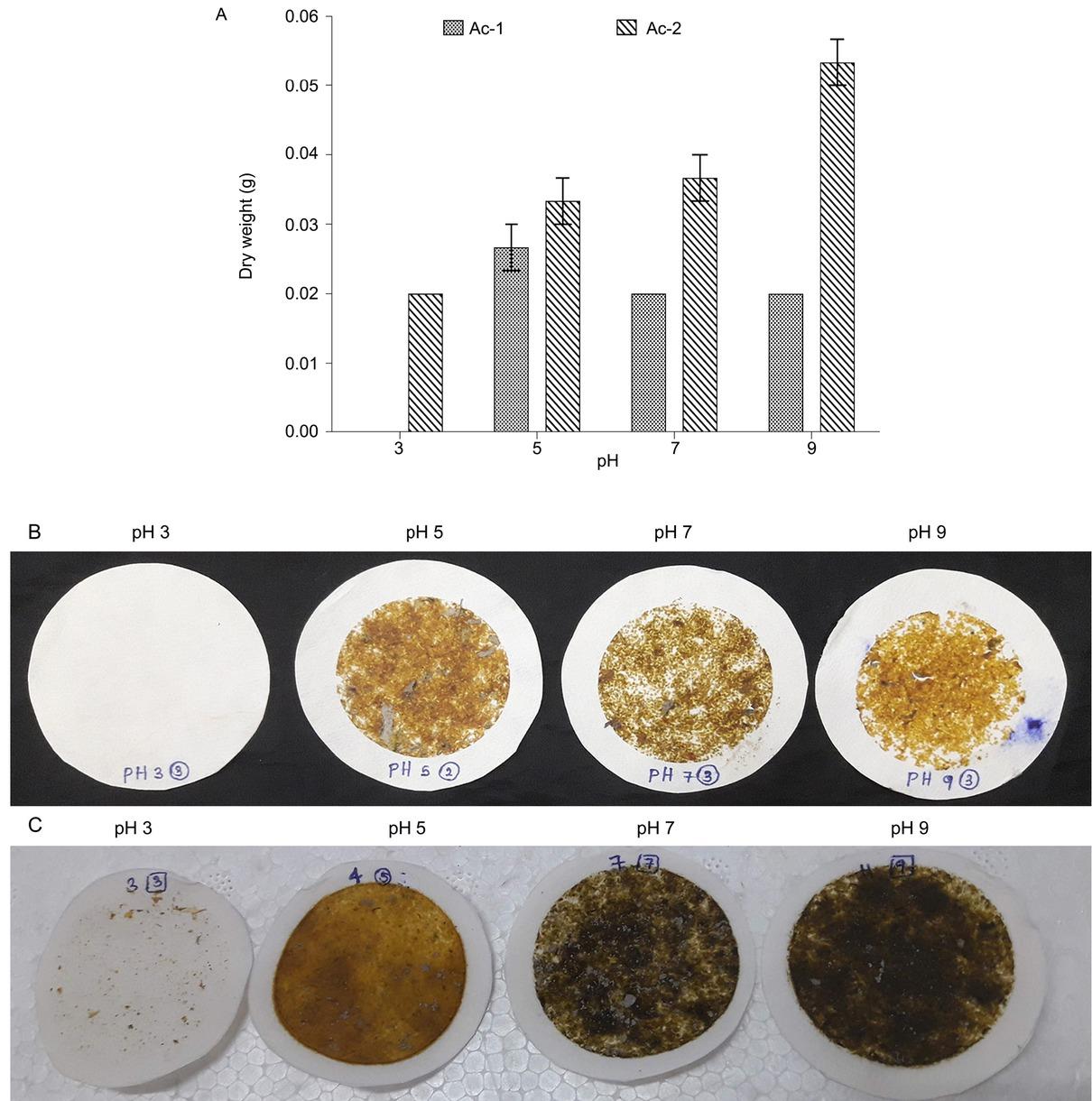 Effect of initial pH of the medium for the growth of actinomycete isolates. Isolates Ac-1 and Ac-2 were grown in modified-starch casein broth (SCB) adjusted to different initial pH, and the dry weight of the resulting biomass was measured after the incubation. Values represent the mean of three independent replicates (n = 3) and error bars represent the standard error of the mean (A). The biomass of Ac-1 (B) and Ac-2 (C) grown in modified-SCB with different initial pH values (3, 5, 7, and 9) were filtered and dried on sterile filter paper.