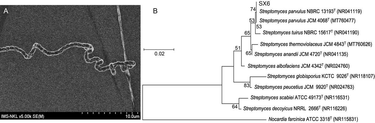 Identification of endophytic strain SX6.
A) Scanning electron microscopy of hyphae of strain SX6 grown on ISP2 medium; B) phylogenetic tree based on 16S rRNA gene sequences of strain SX6 and closely related Streptomyces strains.