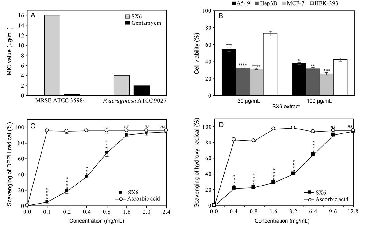Biological activities determined in the Streptomyces parvulus SX6 extract.
A) Selective antibacterial activity against MRSE ATCC® 35984™ and Pseudomonas aeruginosa ATCC® 9027™; B) cytotoxic activity against A549, Hep3B, MCF-7, and HEK-293 cell lines; C) and D) antioxidant activities, including DPPH free radical scavenging and hydroxyl radical scavenging were determined in the SX6 extract. Mean values and SD of three independent experiments are shown and p-values were calculated by the Student’s unpaired two-tailed t-test by the graph prism software (nsp > 0.05, *p < 0.05, **p < 0.01, ***p < 0.001, and ****p < 0.0001).