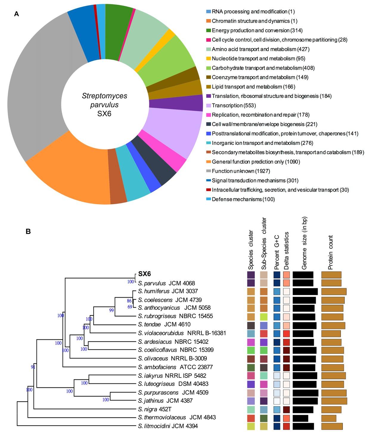 Genome characterization of Streptomyces parvulus SX6.
A) Clusters of Orthologous Groups (COGs) of protein functions; B) whole genome-based phylogenetic classification of S. parvulus SX6. The numbers on the branches are GBDP pseudo-bootstrap support values of > 60% from 100 replications, with average branch support of 96.6%.