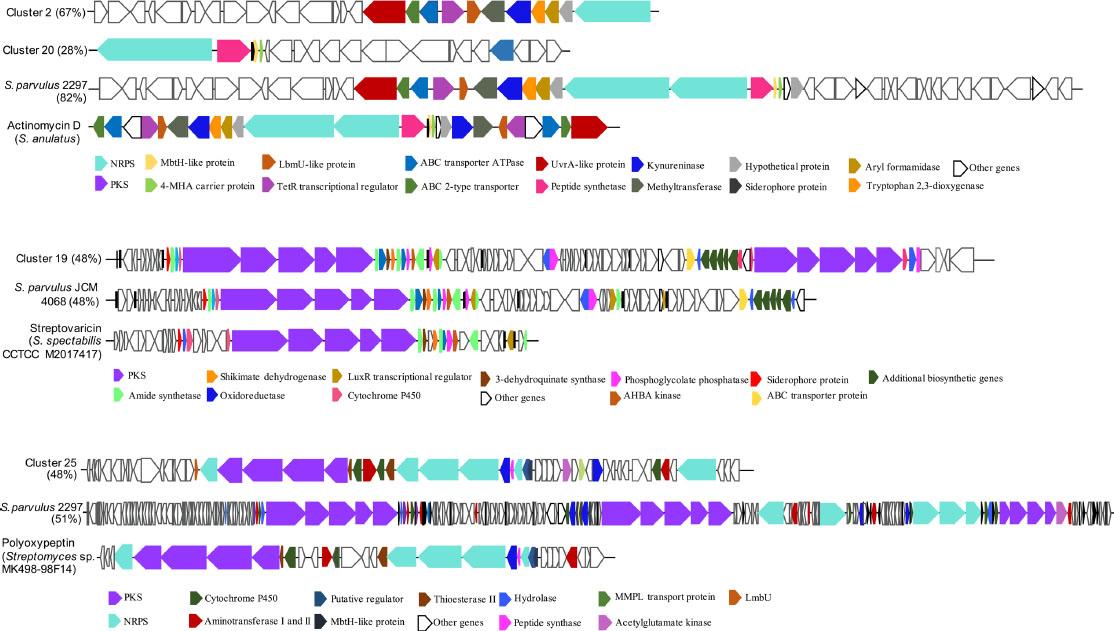 Cryptic secondary metabolite biosynthetic gene clusters identified in the genome of Streptomyces parvulus SX6.