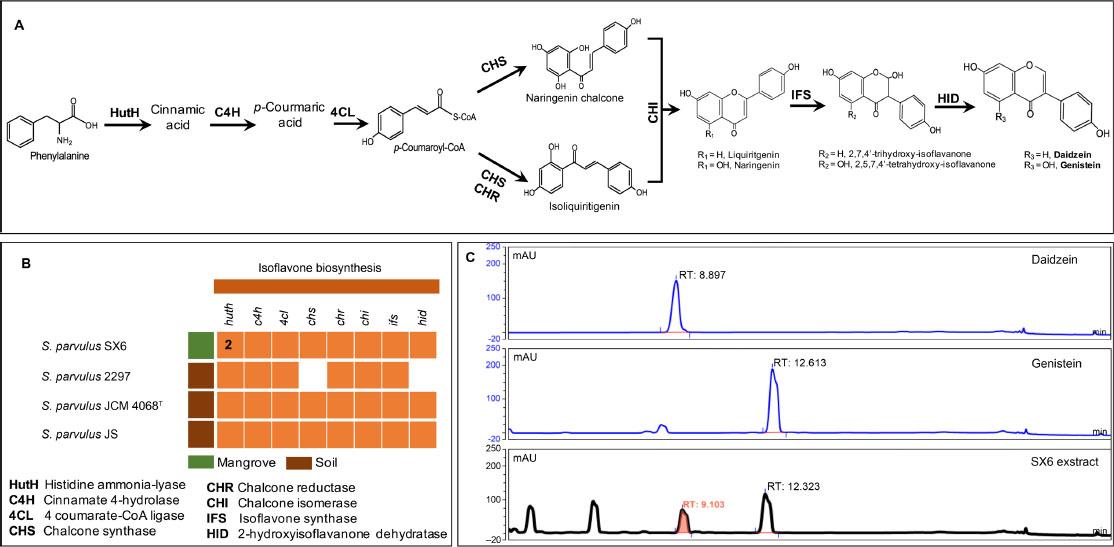 Biosynthetic pathway of daidzein and genistein in Streptomyces parvulus SX6.
A) Using genome mining, the proposed biosynthetic pathways of daidzein and genistein present in S. parvulus SX6; B) identification of genes involved in daidzein and genistein biosynthesis across S. parvulus genomes; C) HPLC-DAD-MS chromatogram of reference compounds and the extract of mangrove endophytic S. parvulus SX6.