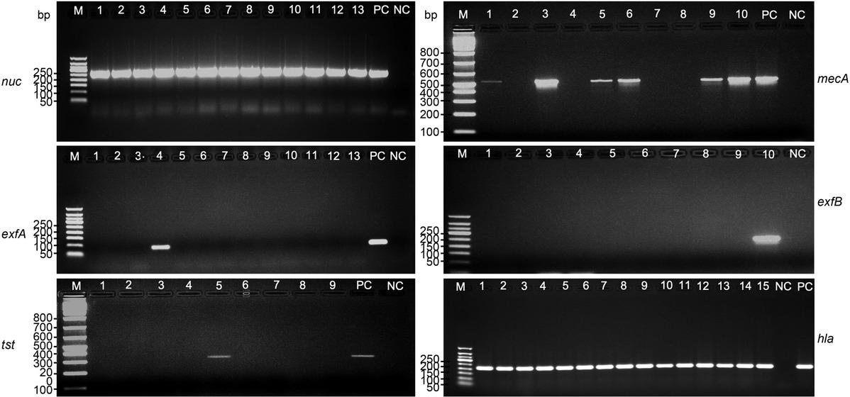 Molecular detection of the nuc, mecA, exfA, exfB, tst and hla genes by single target PCR. PC – positive control, NC – negative control, M – 100 bp DNA ladder (Hibrigen) for mecA (533 bp) and tst (326 bp), 50 bp DNA ladder (Hibrigen) for nuc (270 bp), exfA (93 bp), exfB 226 bp) and hla (209 bp), bp – base pairs