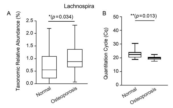 The taxonomic abundance of the Lachnospira genus. Among taxa of all ranks, only the Lachnospira genus showed a significant difference in abundance between the two groups.
A) Among 16S gene-based metagenomics analysis results, the relative taxonomic abundance of the Lachnospira genus was analyzed, and the Wilcoxon rank-sum test was used for statistical significance, B) this result was verified by real-time PCR. Unpaired Student’s t-test was applied for statistical significance. The quantification cycle (Cq) value of the osteoporosis (OP) group was lower than that of the normal (HC) group, confirming that the osteoporosis (OP) group contained more Lachnospira than the normal group (HC). * p < 0.05; ** p < 0.01